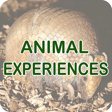 Armadillo